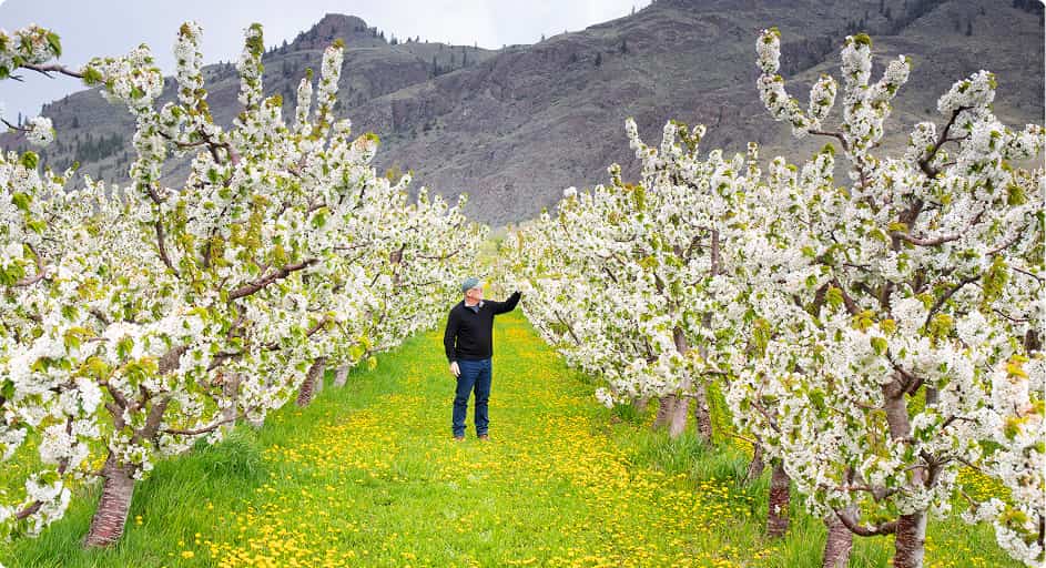 Canada Keremeos, Obstbauer im Kirschbaumhain